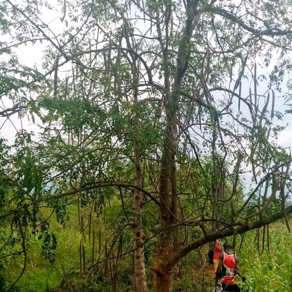 albero di moringa