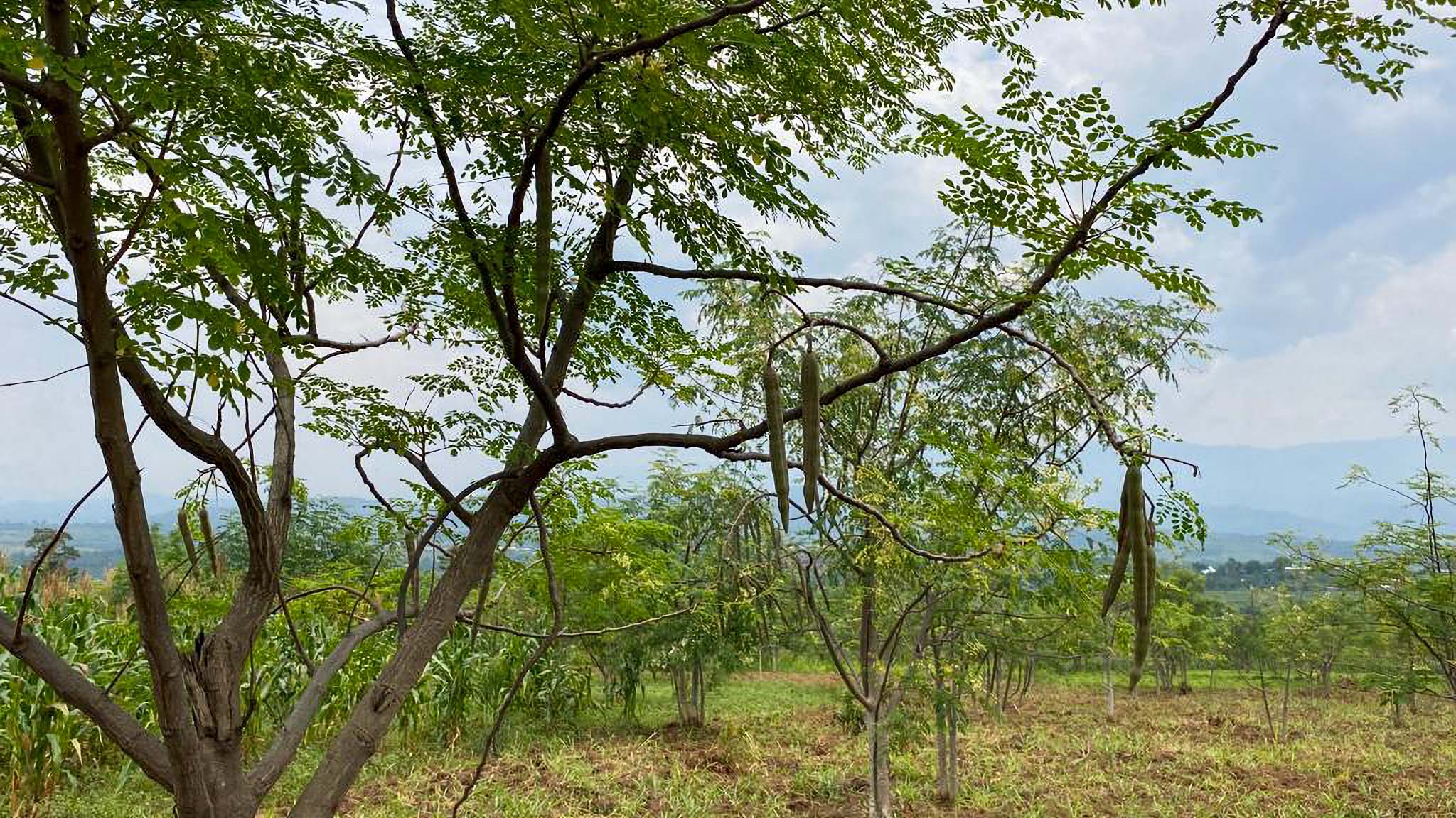 albero di moringa e sfondo pianura
