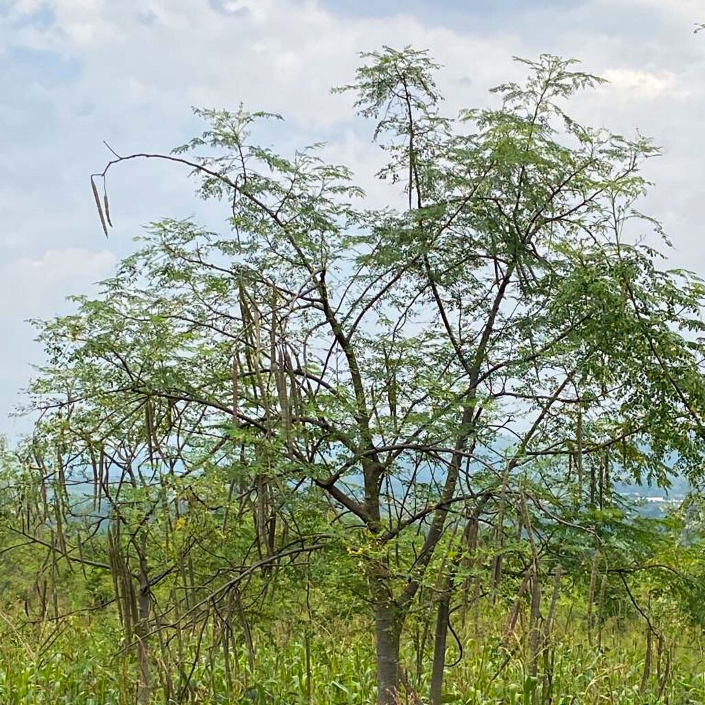 albero di moringa oleifera nella foresta del Burundi