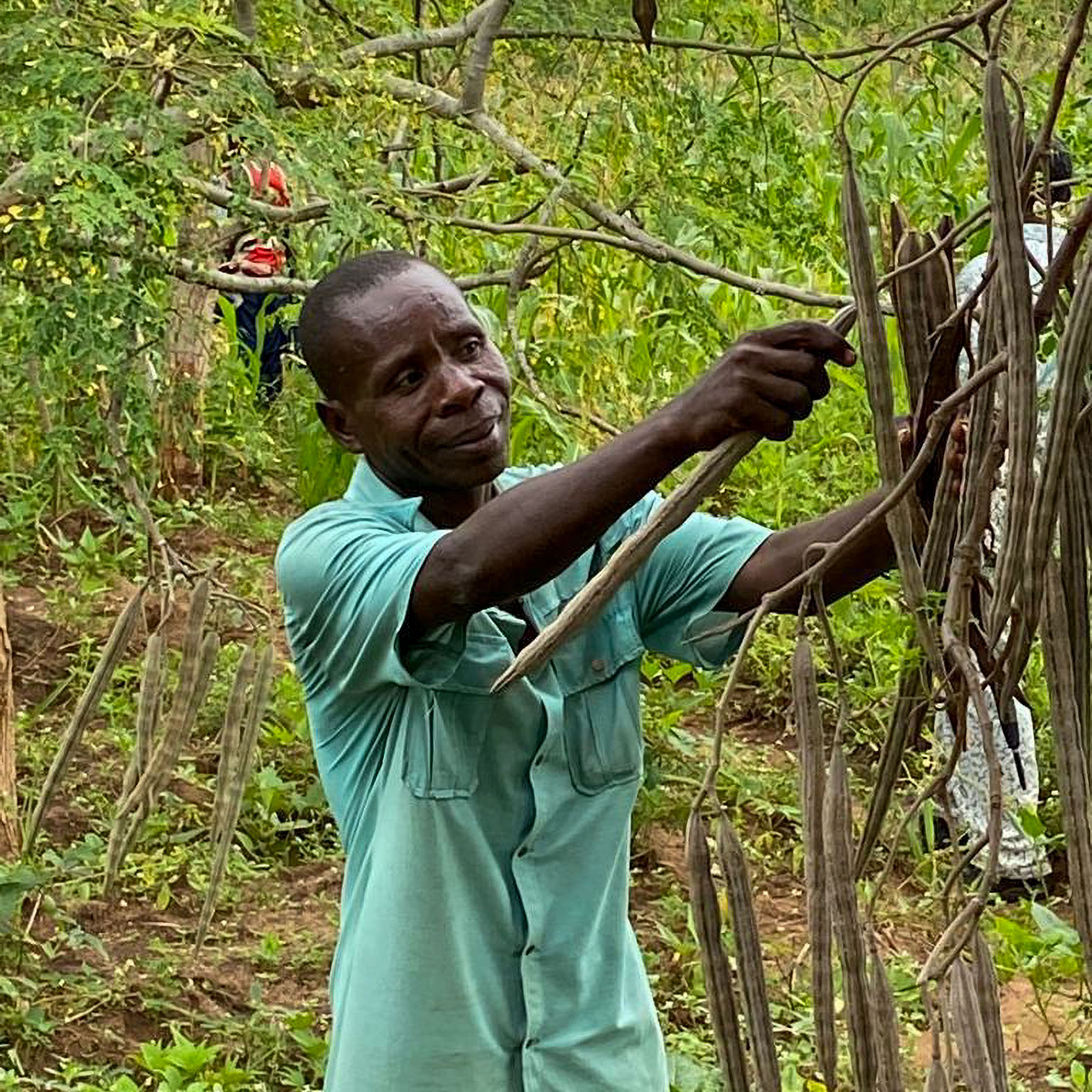 uomo raccoglie frutti di moringa dall'albero in burundi
