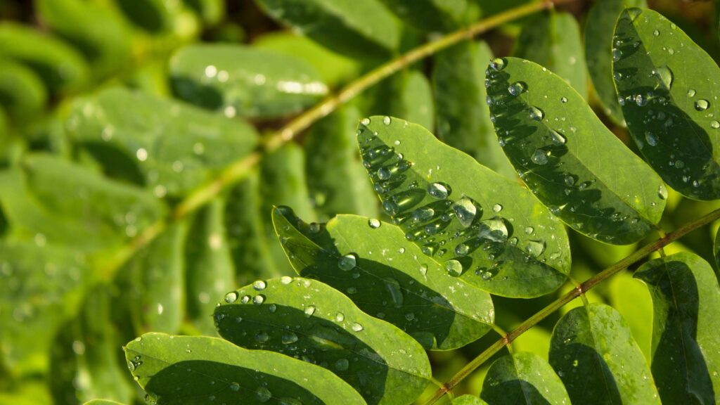 foglie di moringa oleifera
