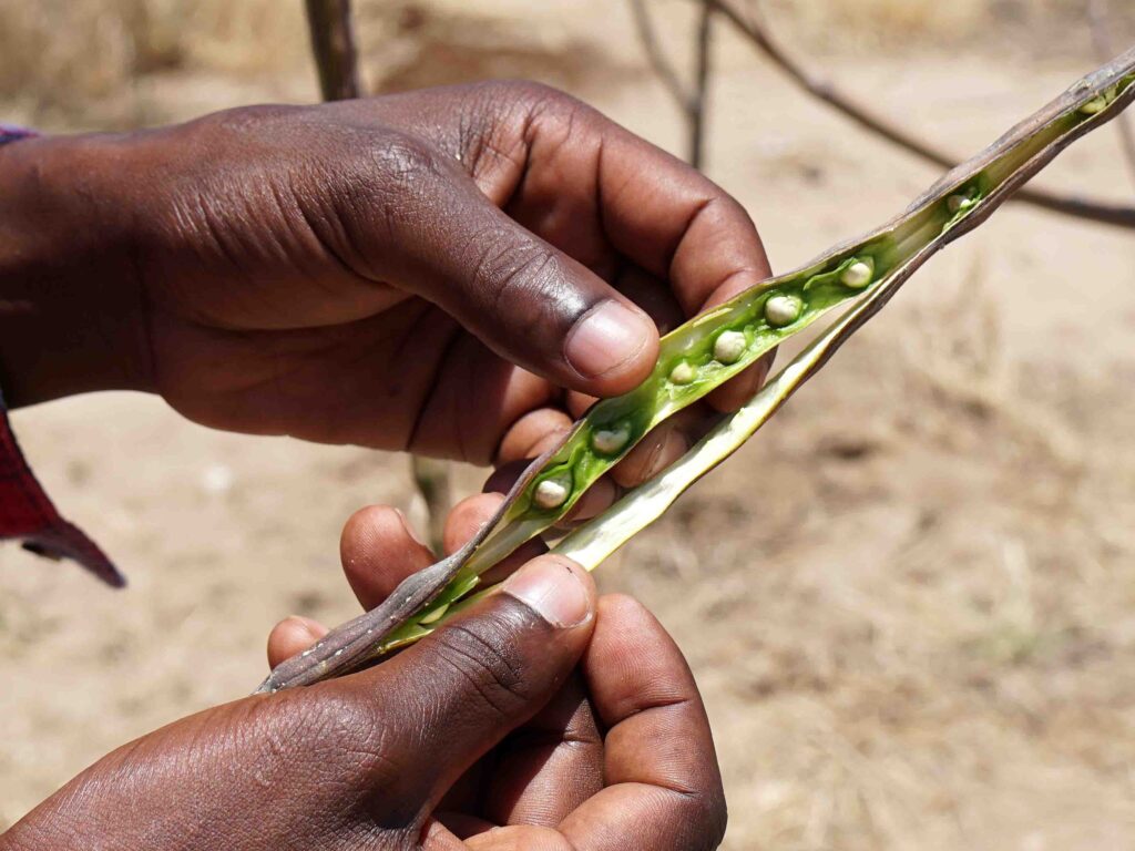 seme di moringa immaturo